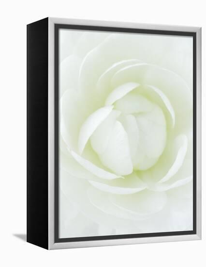 White Petals of Flower-Clive Nichols-Framed Premier Image Canvas