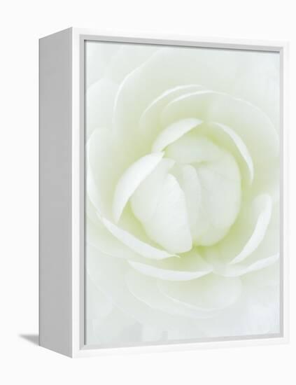 White Petals of Flower-Clive Nichols-Framed Premier Image Canvas