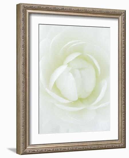 White Petals of Flower-Clive Nichols-Framed Photographic Print