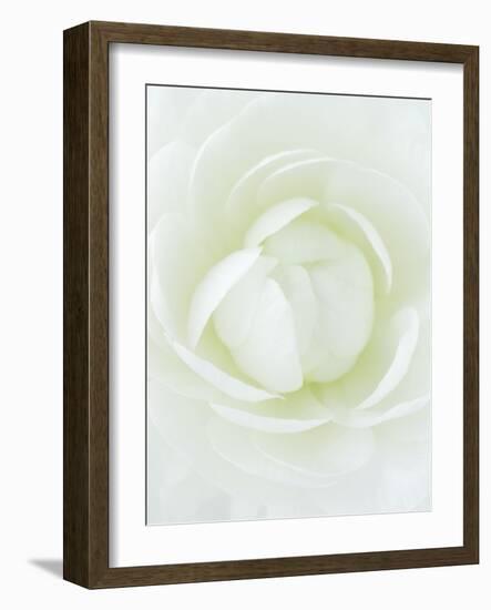 White Petals of Flower-Clive Nichols-Framed Photographic Print