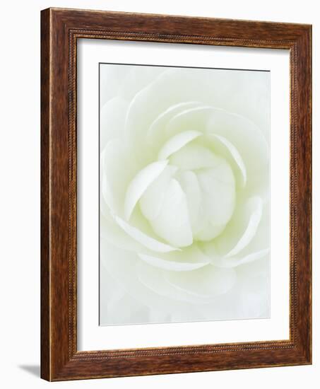 White Petals of Flower-Clive Nichols-Framed Photographic Print