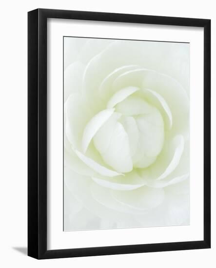 White Petals of Flower-Clive Nichols-Framed Photographic Print