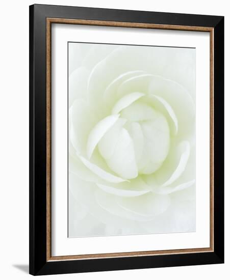 White Petals of Flower-Clive Nichols-Framed Photographic Print