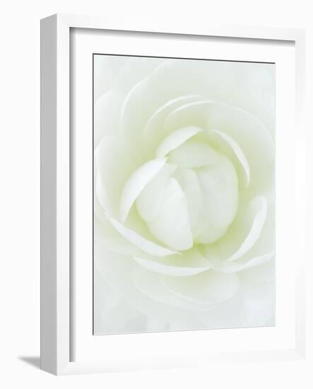 White Petals of Flower-Clive Nichols-Framed Photographic Print