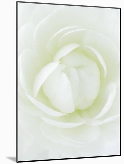 White Petals of Flower-Clive Nichols-Mounted Photographic Print