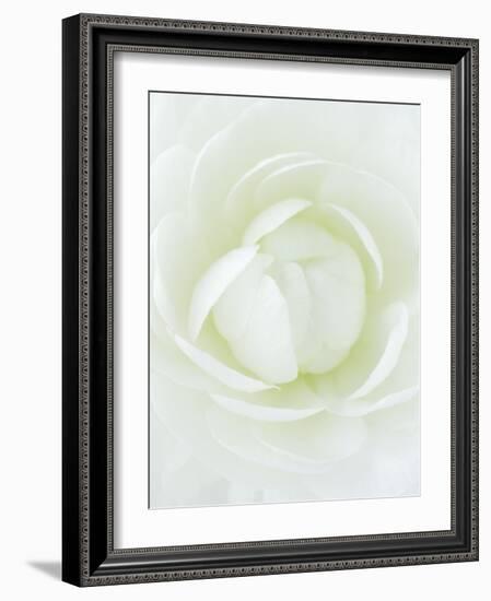 White Petals of Flower-Clive Nichols-Framed Photographic Print