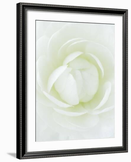 White Petals of Flower-Clive Nichols-Framed Photographic Print