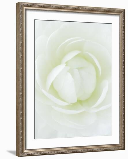 White Petals of Flower-Clive Nichols-Framed Photographic Print