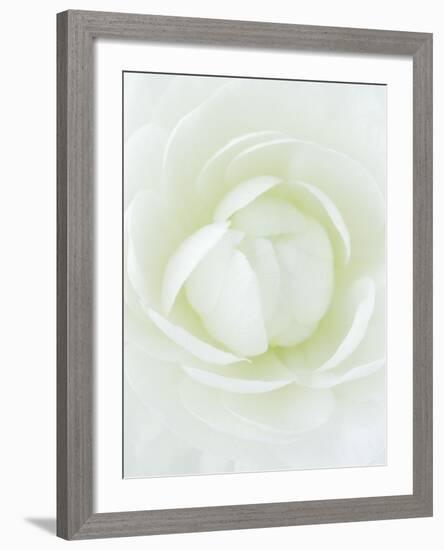 White Petals of Flower-Clive Nichols-Framed Photographic Print