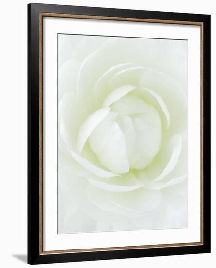 White Petals of Flower-Clive Nichols-Framed Photographic Print