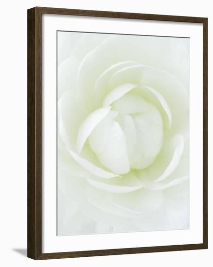 White Petals of Flower-Clive Nichols-Framed Photographic Print