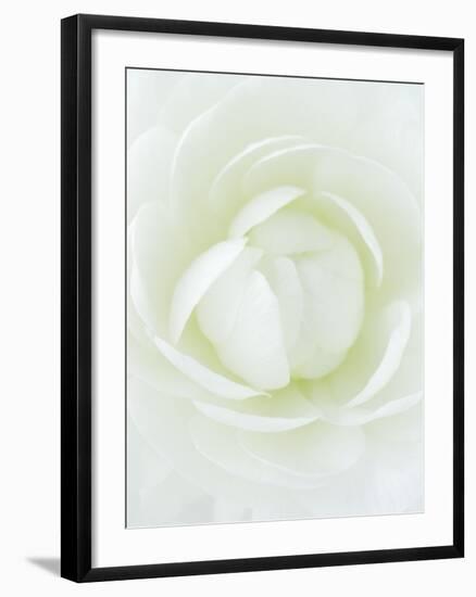 White Petals of Flower-Clive Nichols-Framed Photographic Print