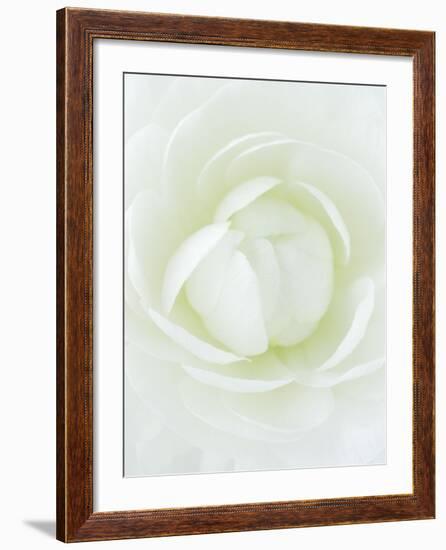 White Petals of Flower-Clive Nichols-Framed Photographic Print