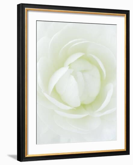 White Petals of Flower-Clive Nichols-Framed Photographic Print