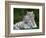 White Phase of the Bengal Tiger-Adam Jones-Framed Photographic Print