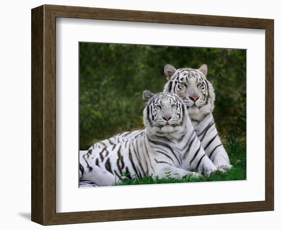 White Phase of the Bengal Tiger-Adam Jones-Framed Photographic Print