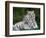 White Phase of the Bengal Tiger-Adam Jones-Framed Photographic Print