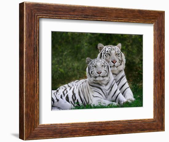 White Phase of the Bengal Tiger-Adam Jones-Framed Photographic Print