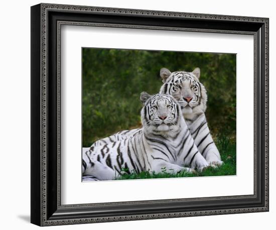 White Phase of the Bengal Tiger-Adam Jones-Framed Photographic Print