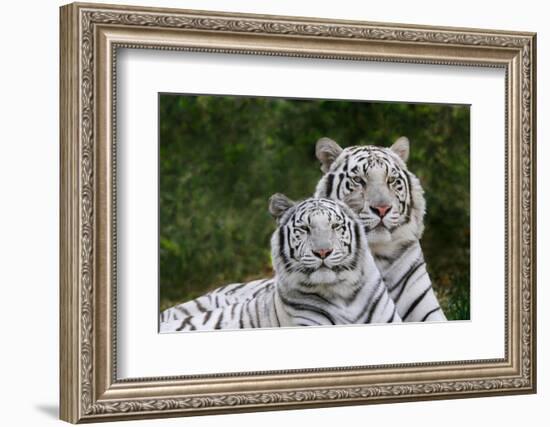 White Phase of the Bengal Tiger-Adam Jones-Framed Photographic Print