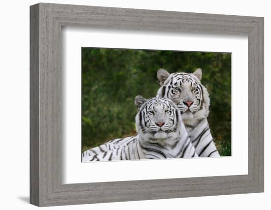 White Phase of the Bengal Tiger-Adam Jones-Framed Photographic Print