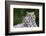 White Phase of the Bengal Tiger-Adam Jones-Framed Photographic Print