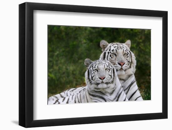 White Phase of the Bengal Tiger-Adam Jones-Framed Photographic Print