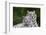 White Phase of the Bengal Tiger-Adam Jones-Framed Photographic Print