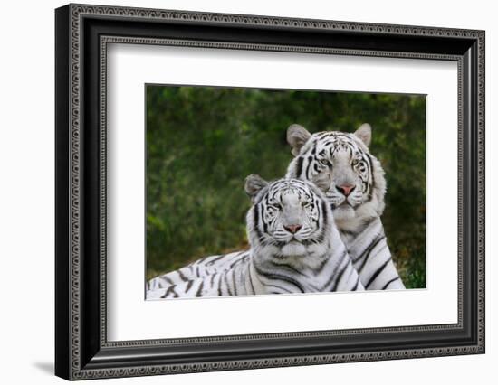 White Phase of the Bengal Tiger-Adam Jones-Framed Photographic Print