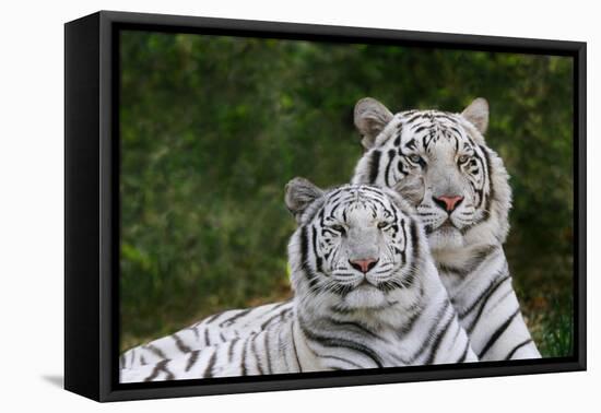 White Phase of the Bengal Tiger-Adam Jones-Framed Premier Image Canvas