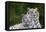 White Phase of the Bengal Tiger-Adam Jones-Framed Premier Image Canvas