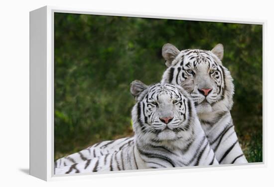 White Phase of the Bengal Tiger-Adam Jones-Framed Premier Image Canvas