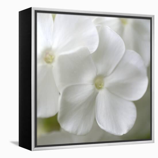 White Phlox-Anna Miller-Framed Premier Image Canvas