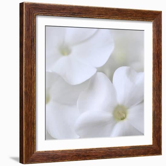 White Phlox-Anna Miller-Framed Photographic Print