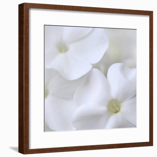 White Phlox-Anna Miller-Framed Photographic Print