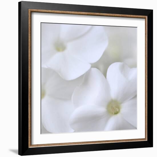 White Phlox-Anna Miller-Framed Photographic Print