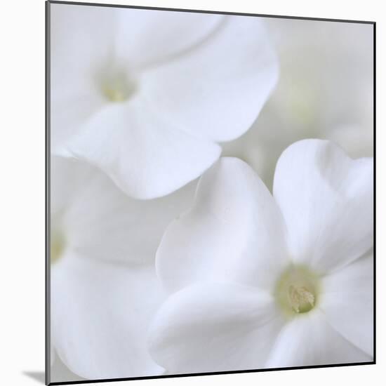 White Phlox-Anna Miller-Mounted Photographic Print