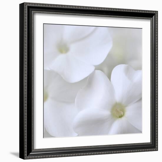 White Phlox-Anna Miller-Framed Photographic Print