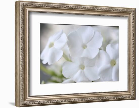 White Phlox-Anna Miller-Framed Photographic Print