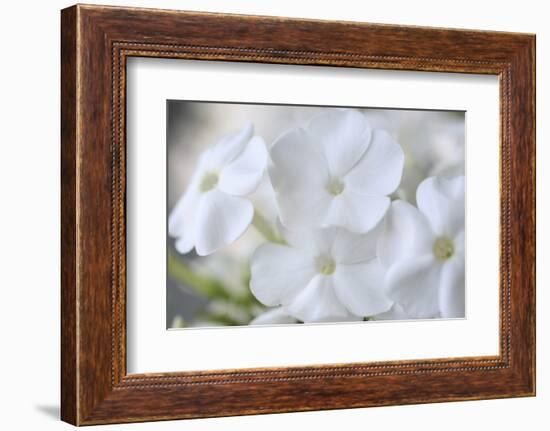 White Phlox-Anna Miller-Framed Photographic Print