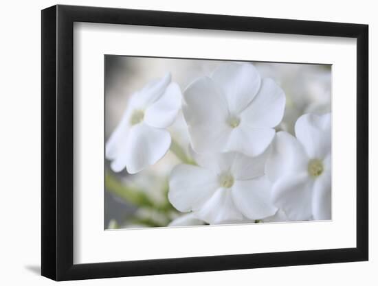 White Phlox-Anna Miller-Framed Photographic Print