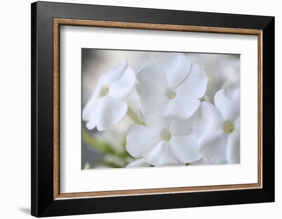 White Phlox-Anna Miller-Framed Photographic Print