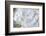 White Phlox-Anna Miller-Framed Photographic Print