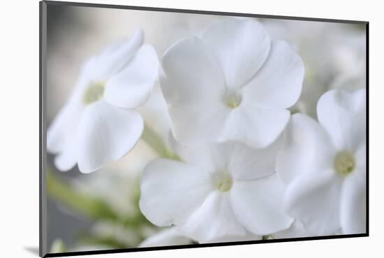 White Phlox-Anna Miller-Mounted Photographic Print