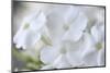 White Phlox-Anna Miller-Mounted Photographic Print