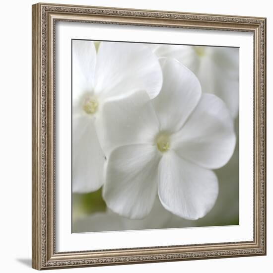 White Phlox-Anna Miller-Framed Photographic Print