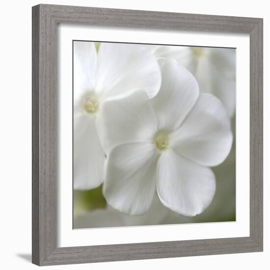 White Phlox-Anna Miller-Framed Photographic Print