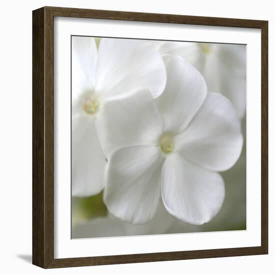 White Phlox-Anna Miller-Framed Photographic Print