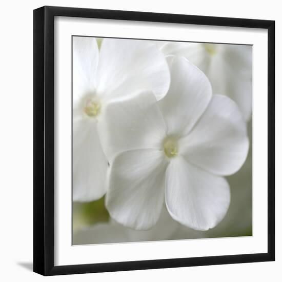 White Phlox-Anna Miller-Framed Photographic Print