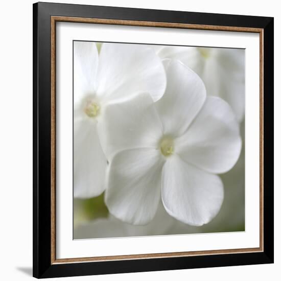 White Phlox-Anna Miller-Framed Photographic Print